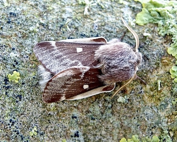 small eggar